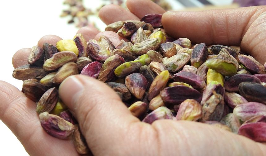 Gaziantep Fıstığında Tehlike Çanları Çalıyor