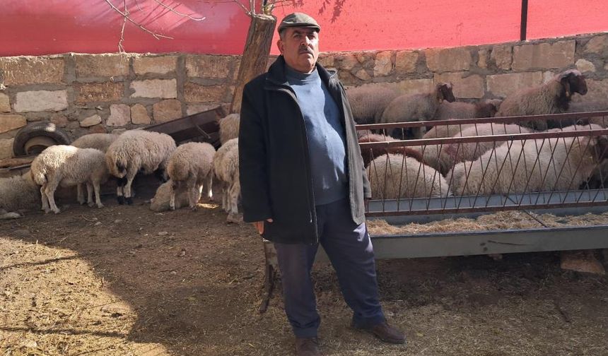 Ahıra Kurt Baskını, 3 Hayvan Telef Oldu