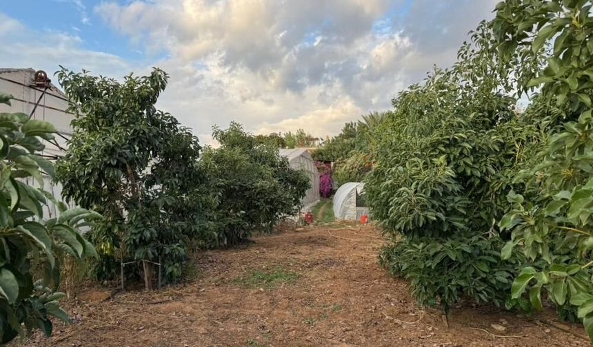 Gaziantep’te meyve bahçelerine yeni kural