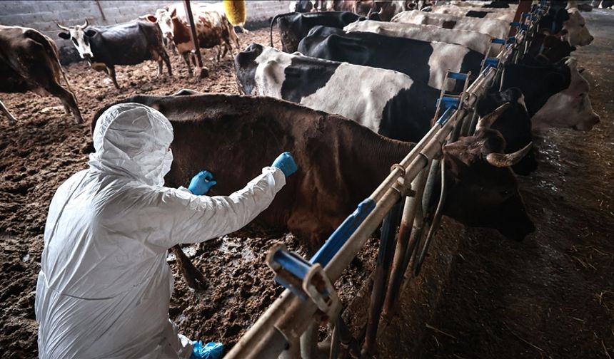 Besicilerin Yüzünü Güldürecek Haber Geldi!