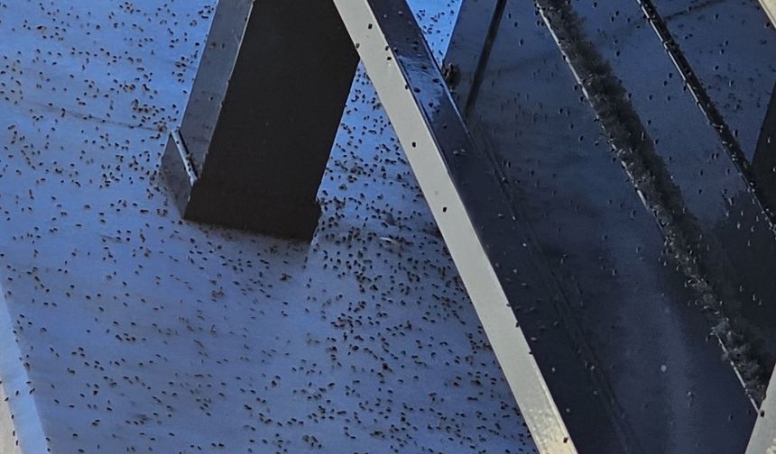 Gaziantep’te Üvez Alarmı