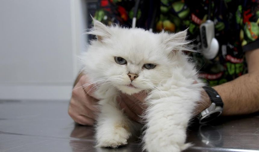 Genital Anomaliyle Doğan Kedi Ameliyatla Kurtarıldı