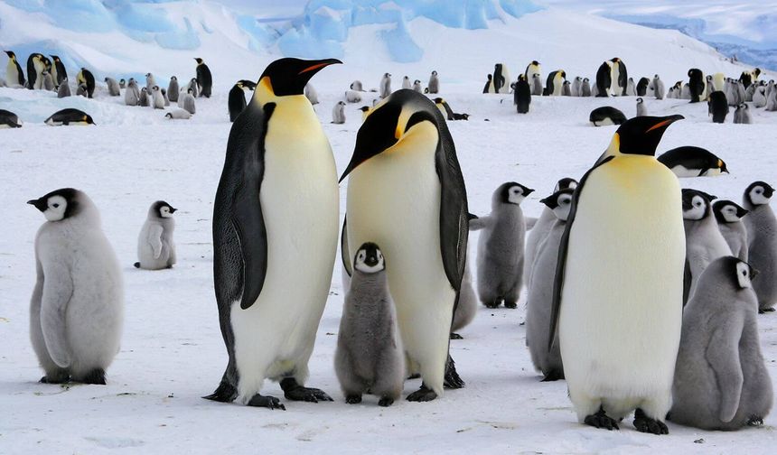 Türkiye'de Penguen Görmek Mümkün mü?