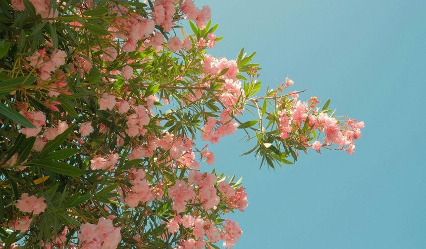 Zakkum Çiçeğinin Gizemli Dünyası