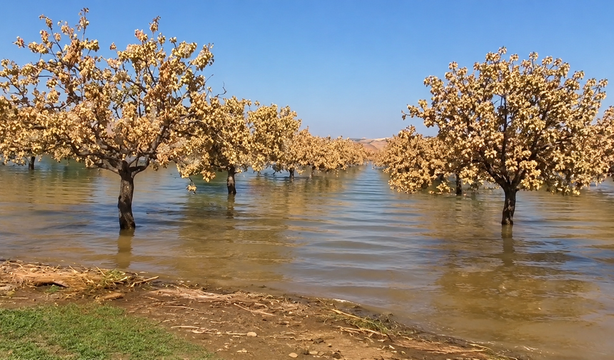 Gaziantep’te Fıstık Ağaçları Kurudu