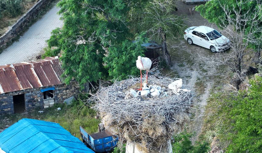 İslahiye’nin Hitit Leyleği Yavrularına Kavuştu