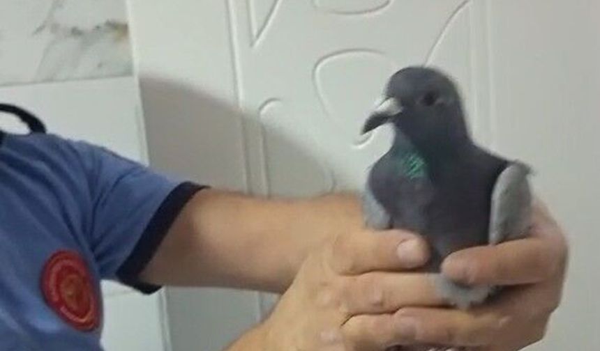 Mahsur kalan güvercin özgürlüğüne kavuştu