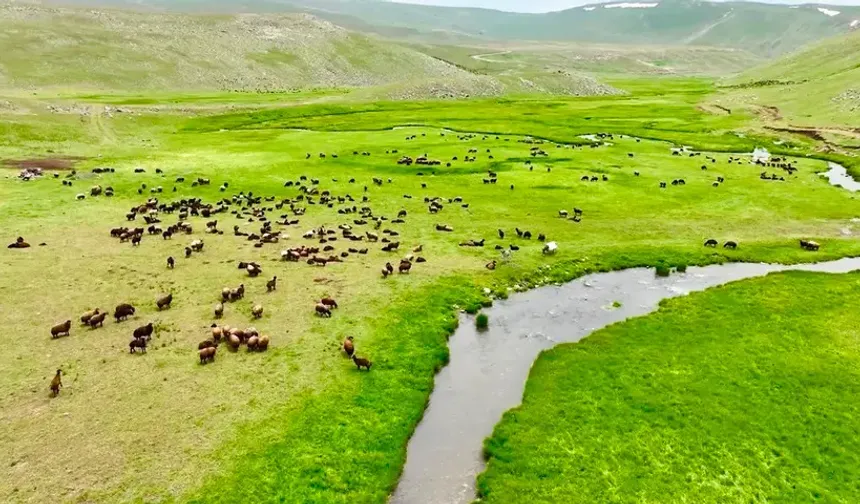 Yaylaya çıkacaklar bu uyarılara dikkat