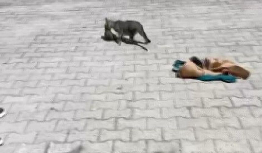 5 saatlik mücadele mutlu sonla bitti