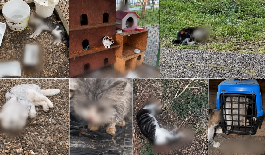 Kedi Evi mi, Ölüm Yeri mi?