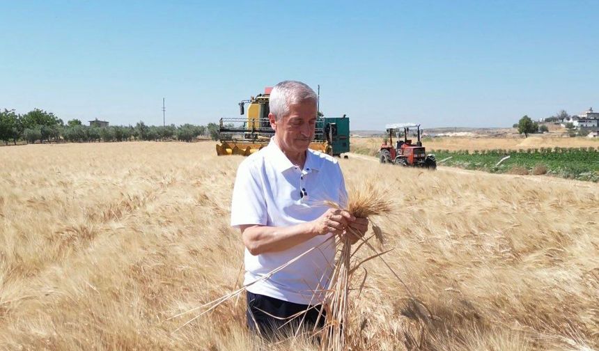 Buğday ve Arpa Hasadı Şahinbey'de Yüzleri Güldürdü