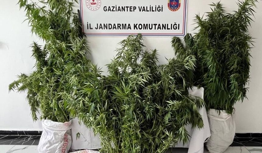 Yasa dışı kenevir ekimine operasyon