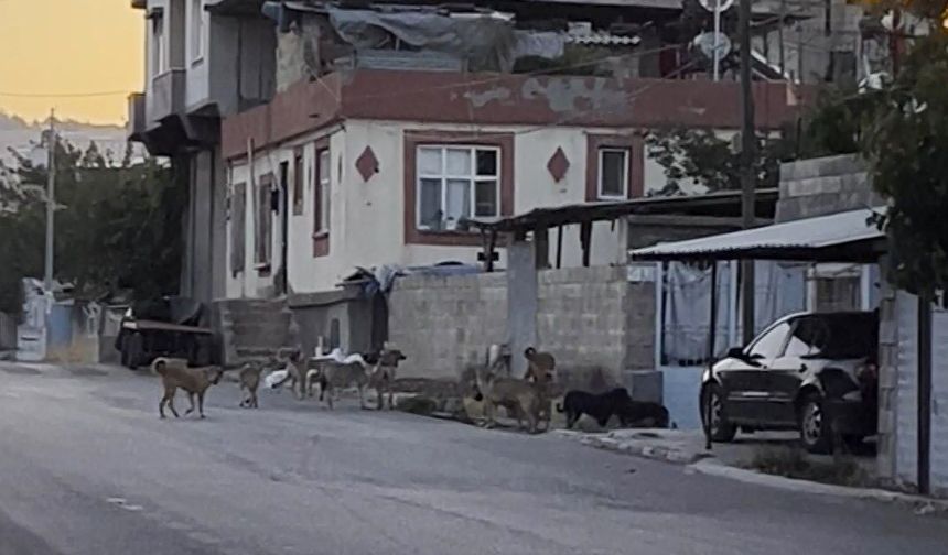 Gaziantep'te Sokak Köpeği Sürüsü Vatandaşı Tedirgin Etti