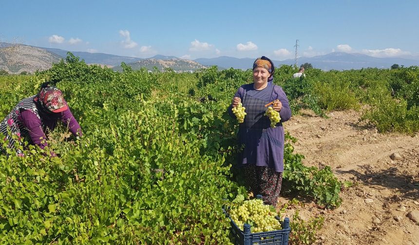 İslahiye’de üzüm hasadı başladı