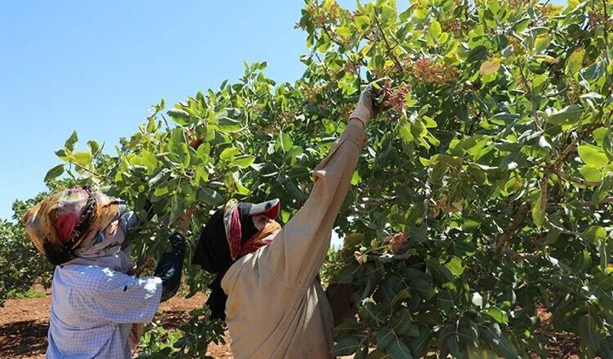 Antep Fıstığı Üreticisine Düşük Rekolte Ve İthalat Darbesi