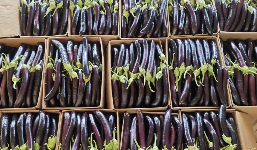 Birecik Patlıcanı Gaziantep’te Kapış Kapış Gidiyor
