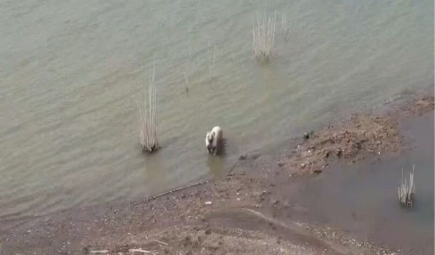 Sıcaktan Bunalan Köpekler Baraja Girdi