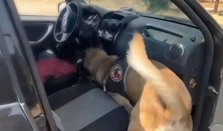 Dedektör köpek aradı, araçtan bakın ne çıktı