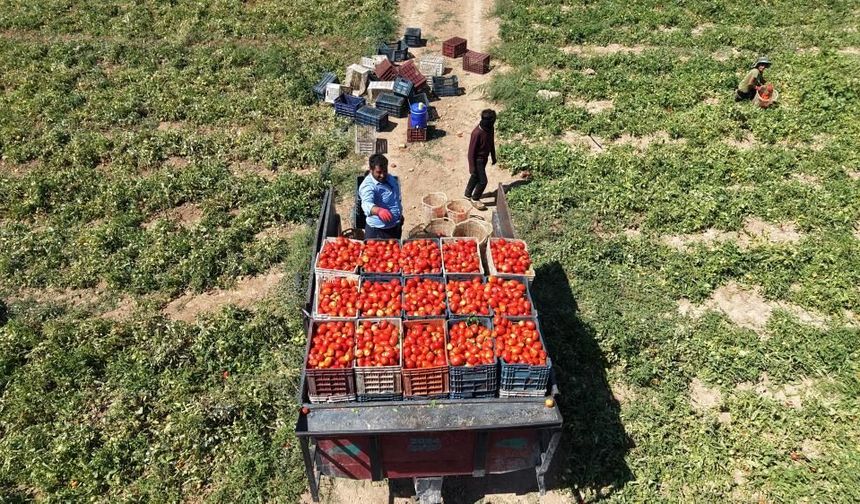 Elazığ’ın domatesi Gaziantep’e de ulaşıyor