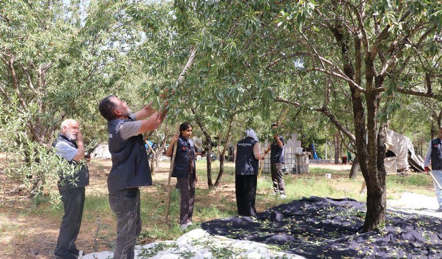 Gaziantep’te badem bahçesi gönüllüleri ağırlıyor