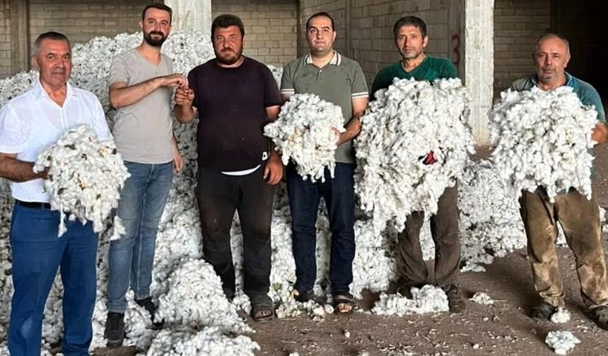 Gaziantep’te pamuk tarlalarında hasat başladı