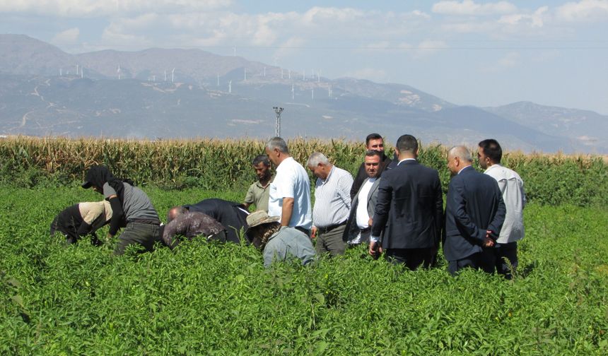 İslahiye Biberinde Hasat Sezonu Başladı