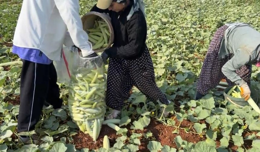 Oğuzeli’nde Turşuluk Acur Hasadı Başladı