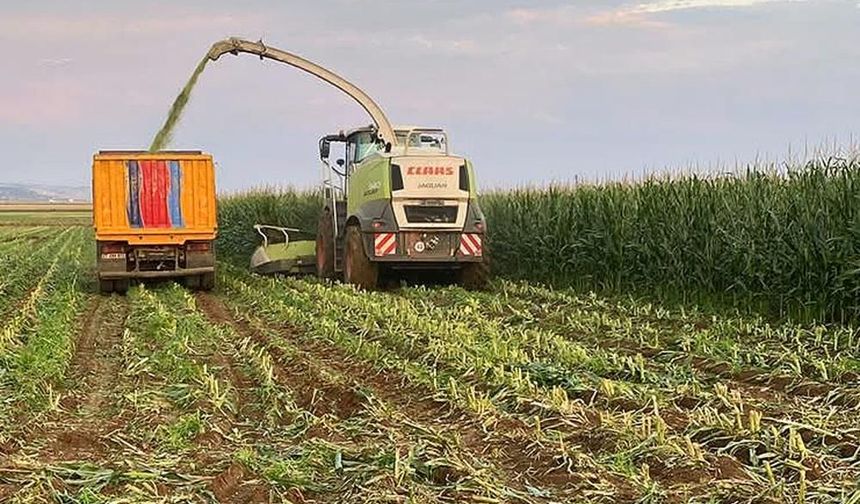 Araban Ovası'nda silajlık mısır hasadı sürüyor
