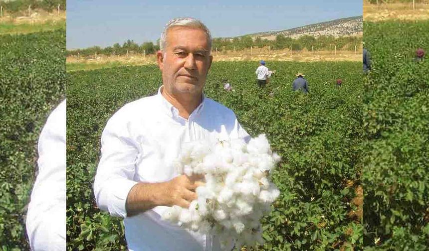 Araban'da pamuk alım fiyatları belli oldu