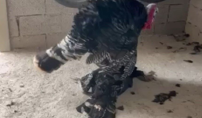 Dakikalarca ölen eşini uyandırmaya çalıştı