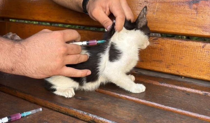 GKV’den Hayvanları Koruma Günü’nde Örnek Davranış