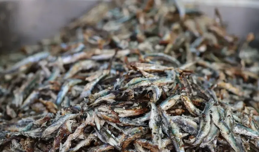 Gastronomi Kentinde Hamsi Festivali Coşkusu