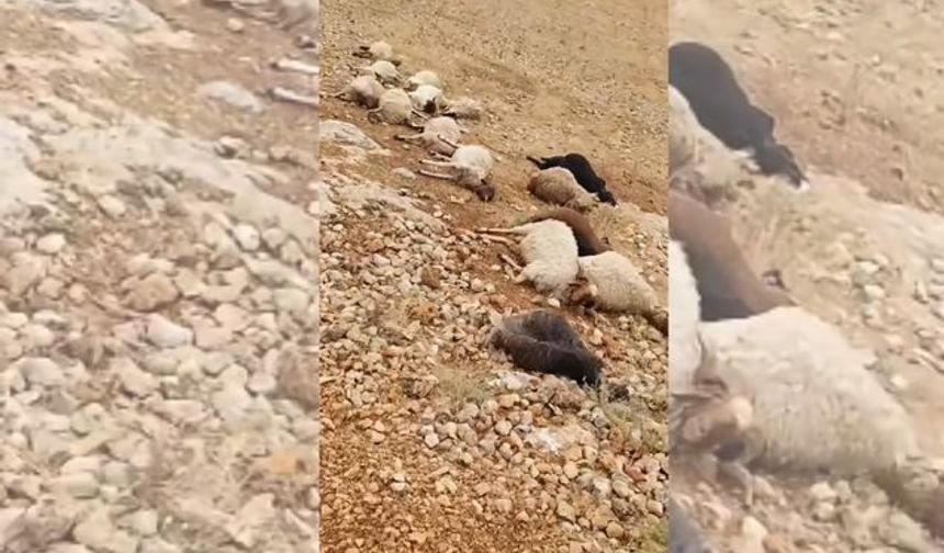 Gaziantep’te Yıldırım Sürüyü Vurdu