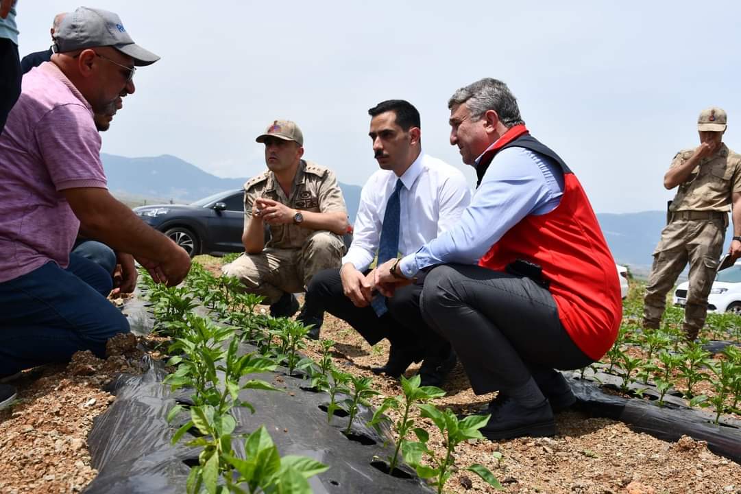 Biber Üreticiaa 20240530 34728019 34728015 Islahiye Kaymakami Soylu Kirmizibiber Ureticilerini Tarlada Ziyaret Etti