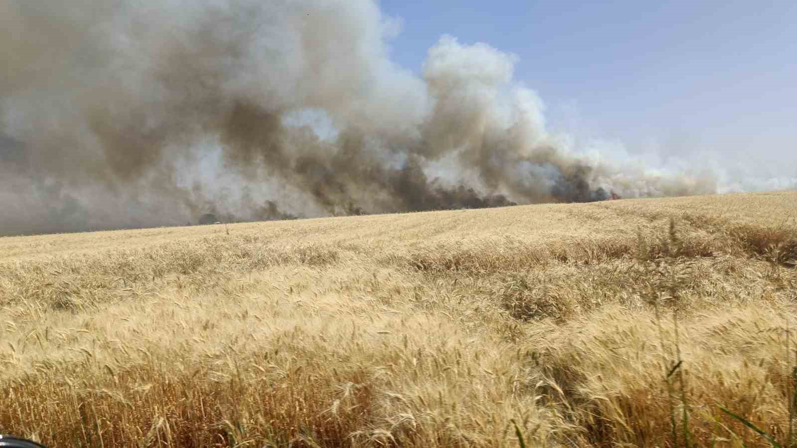 Şanlıurfa Bin Dönüm Ekili Arazi Yangında Küle Döndü