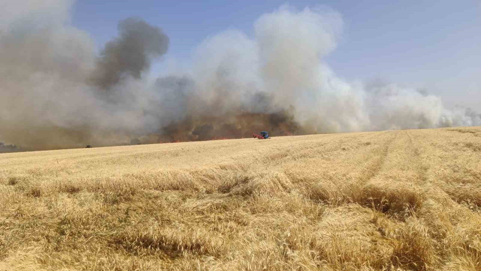 Şanlıurfa Ceylanpınar Bin Dönüm Buğday Ekili Arazi Yangında Küle Döndü