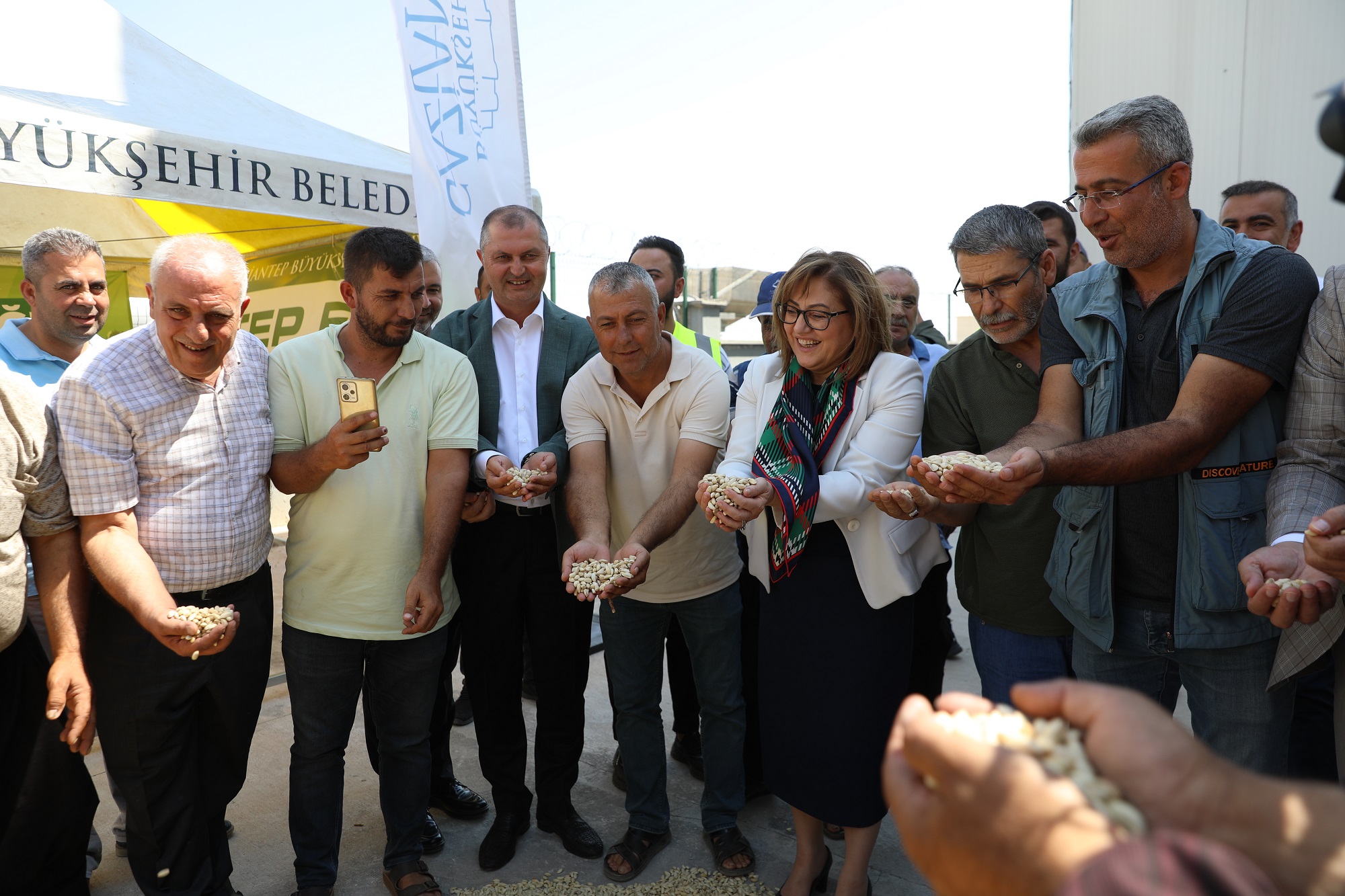 Gazi̇antep Büyükşehi̇r Boz Kavlak Fistiğin Alimina Başladi (1)