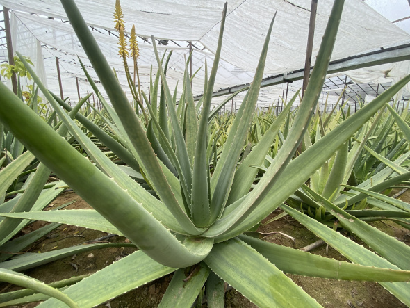 Aloe Vera