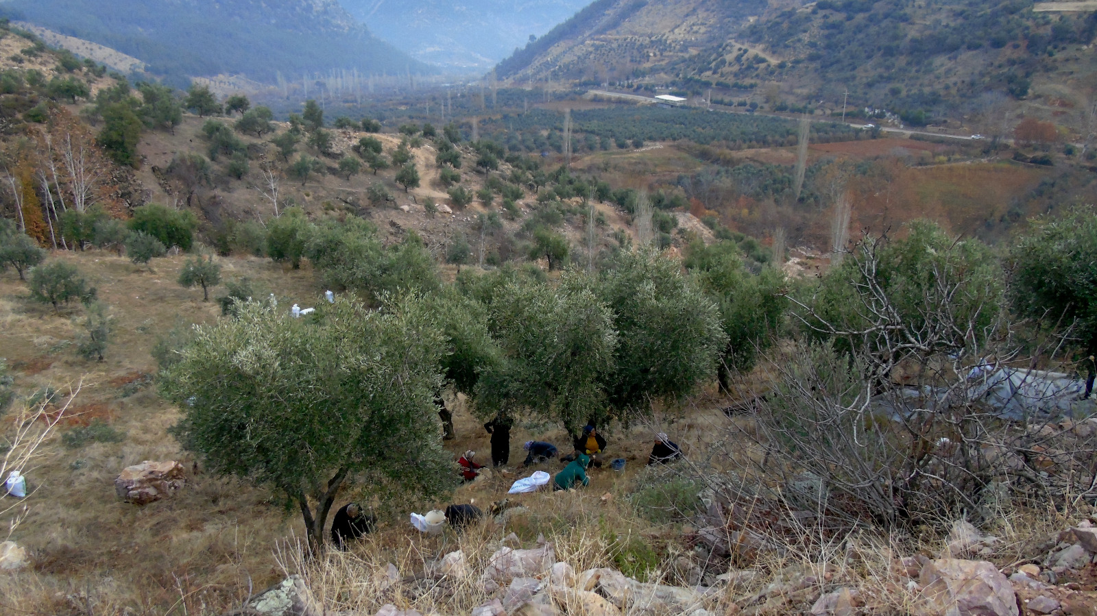 Zeytin Hasadı-1