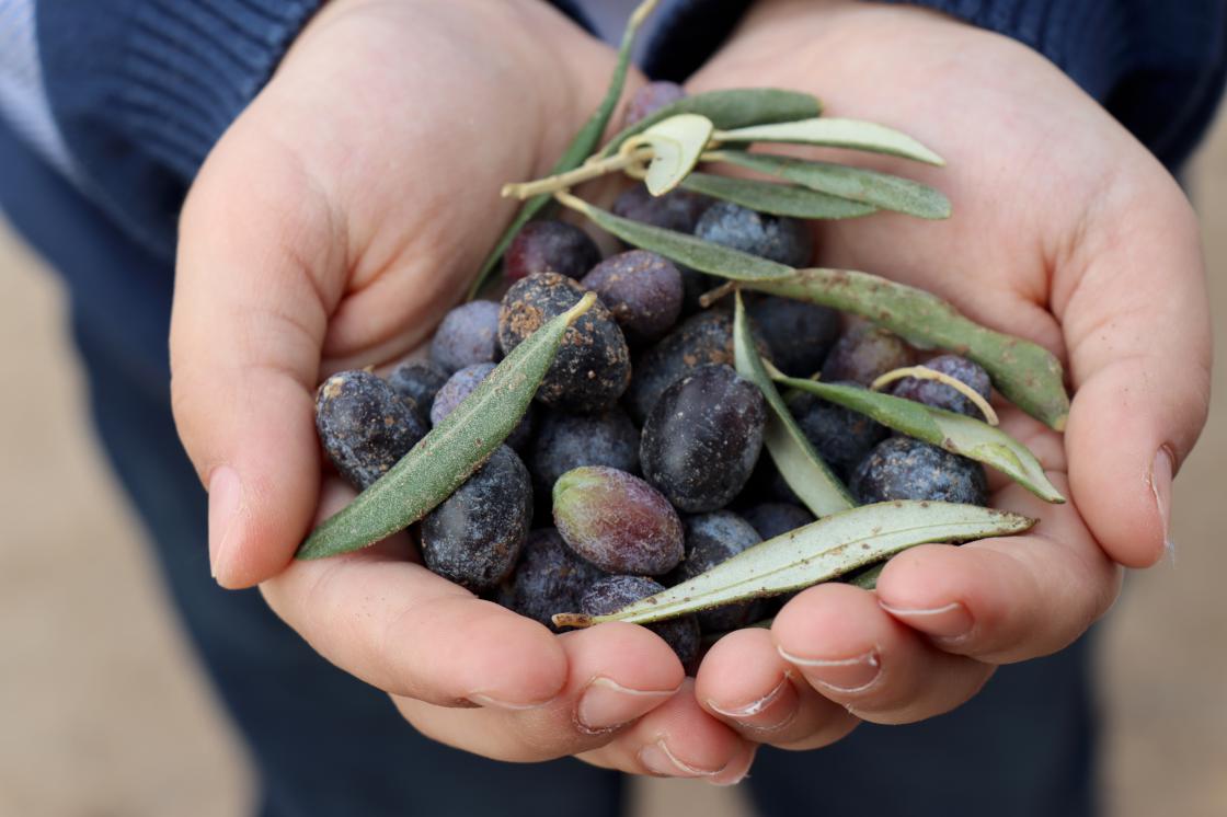 Zeytin Zeytinyağı (1)