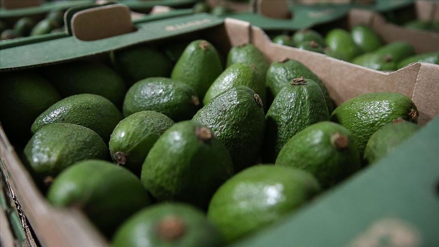 Avokado-3