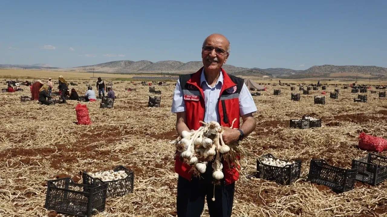 Sarımsak A W463246 02