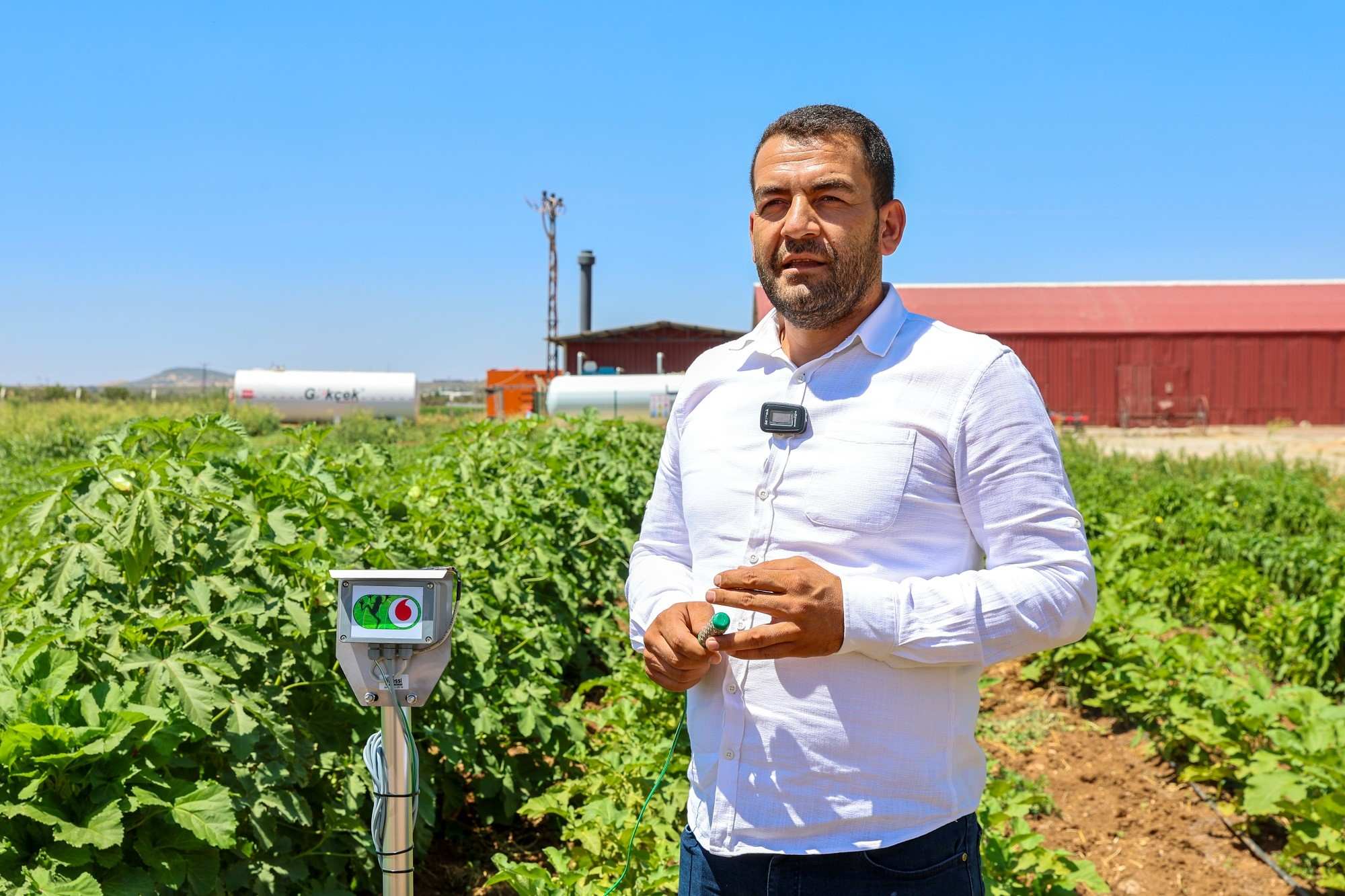 Ata Tohumaw516851 01
