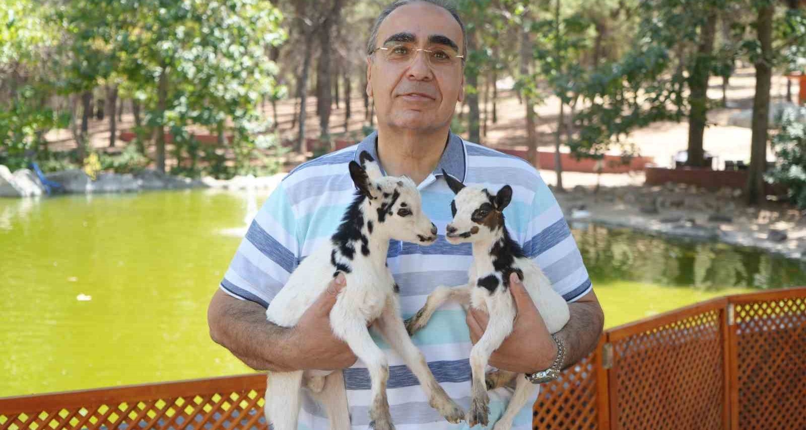Cüce Keçiler