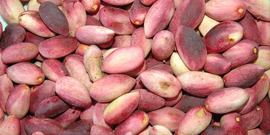 Fıstık 1-3
