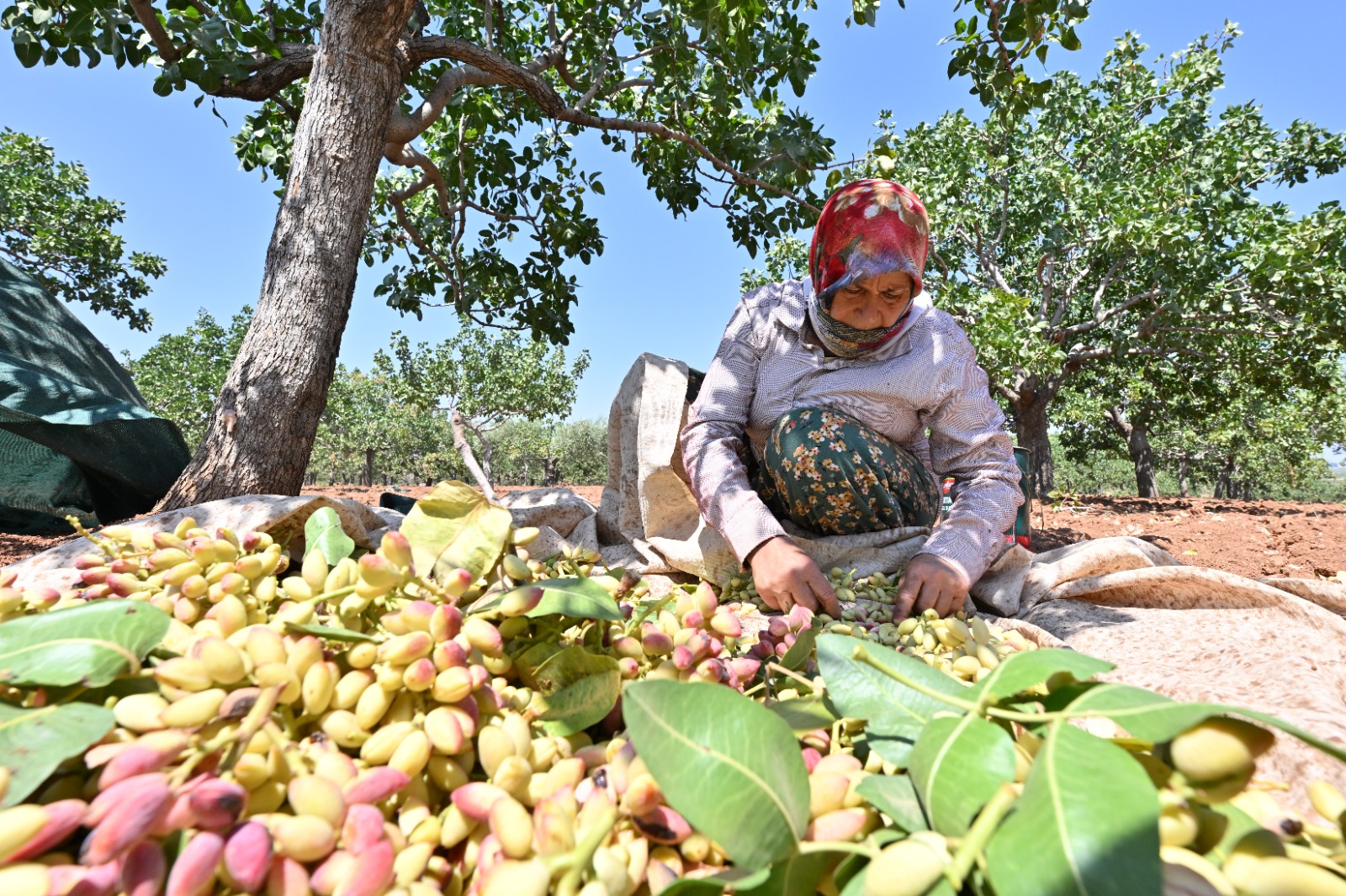 Fıstık Hasadı (3)