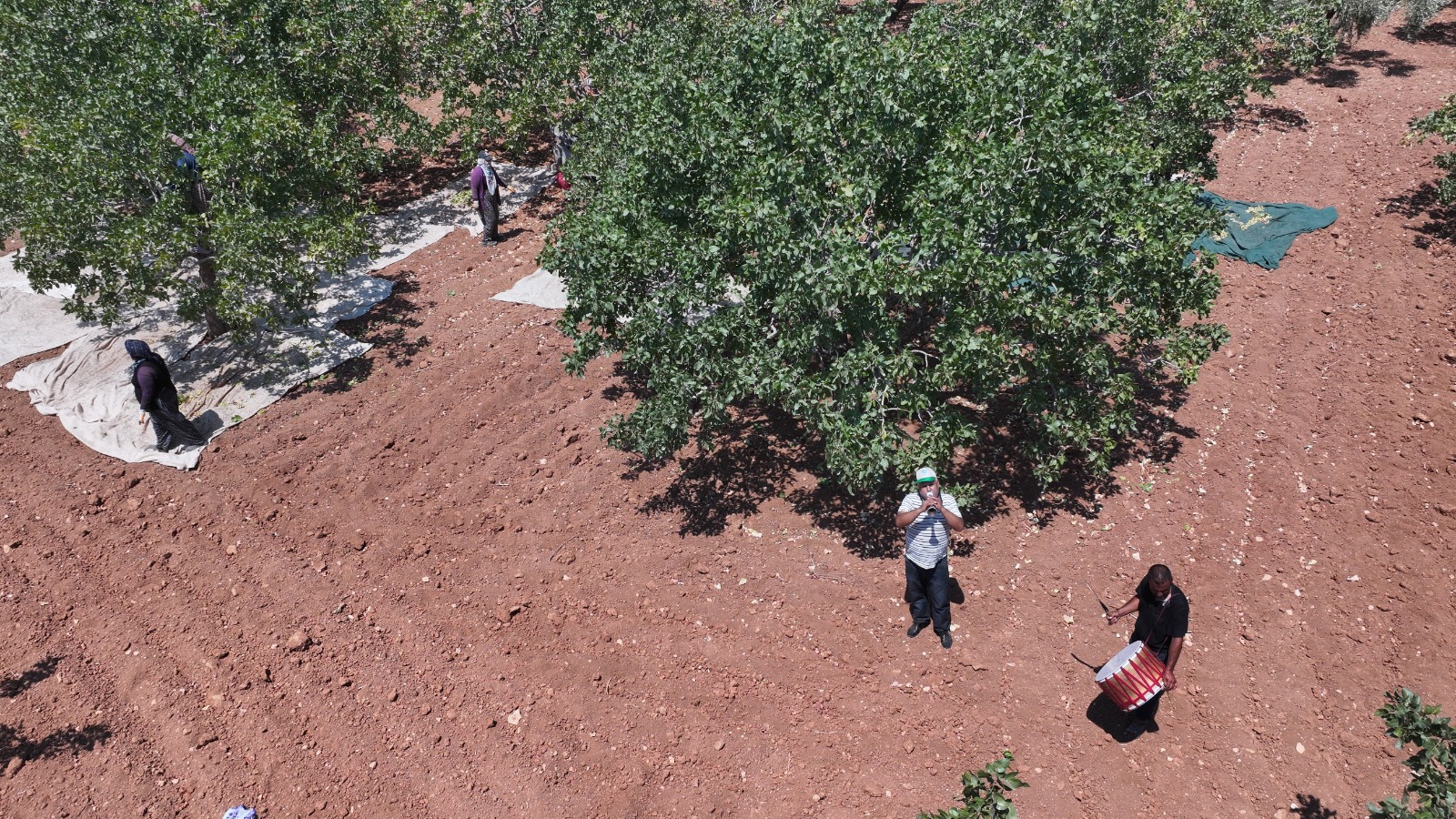 Fıstık Hasadı (8)