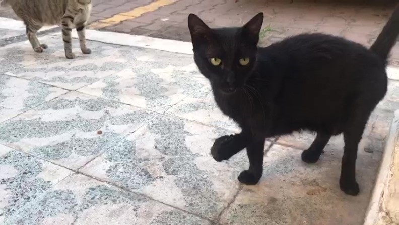 Kara Kedi