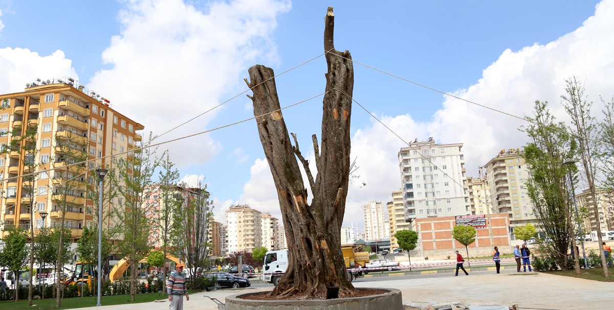 Zeyti̇n Ağaci-1