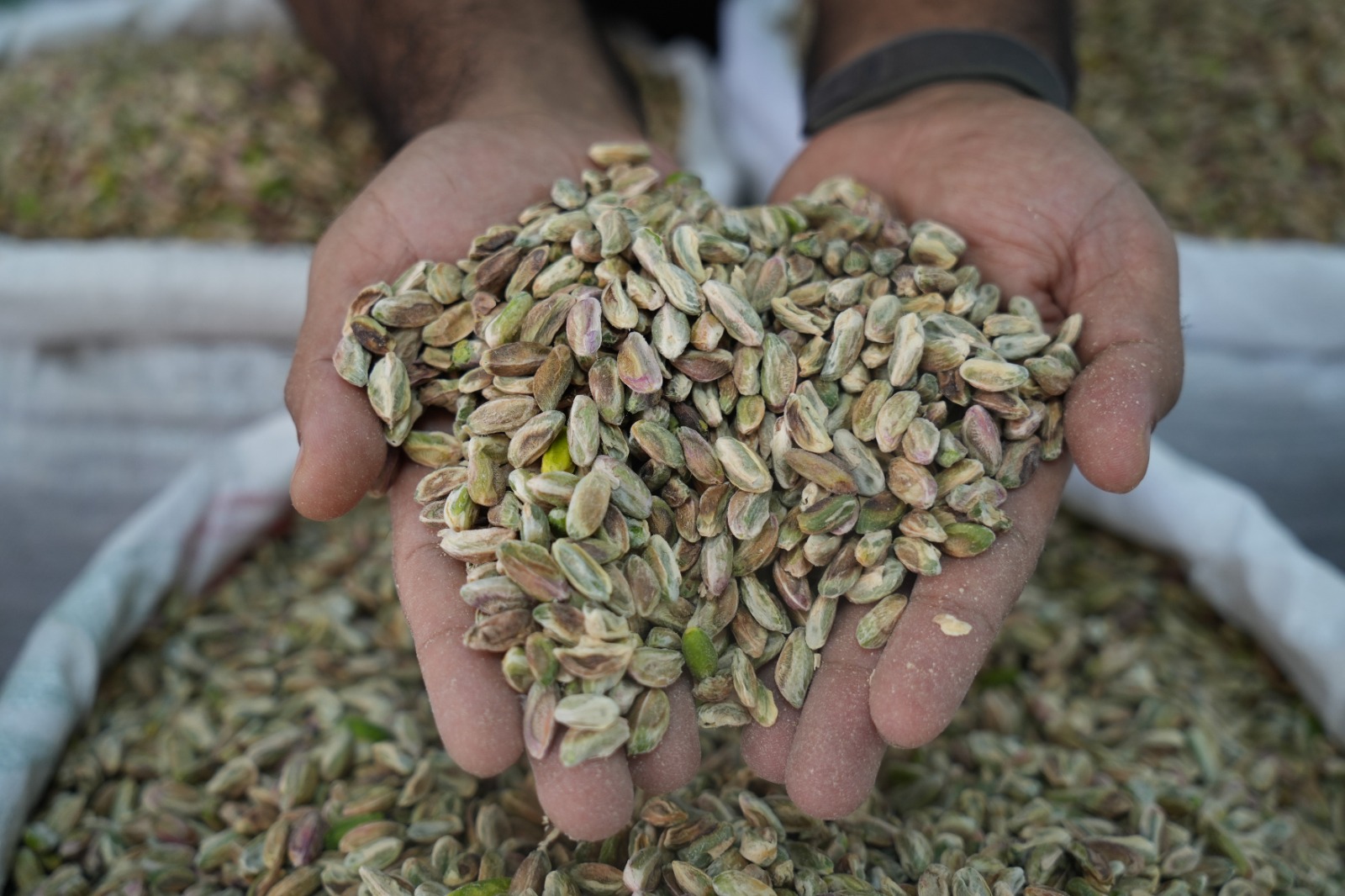 Antep Fıstığı (1)-1